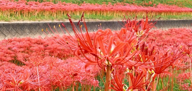 f:id:hibinouturoi:20251002214659j:image f:id:hibinouturoi:20251002214659j:image