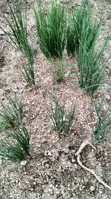 f:id:hibinouturoi:20251008171659j:image