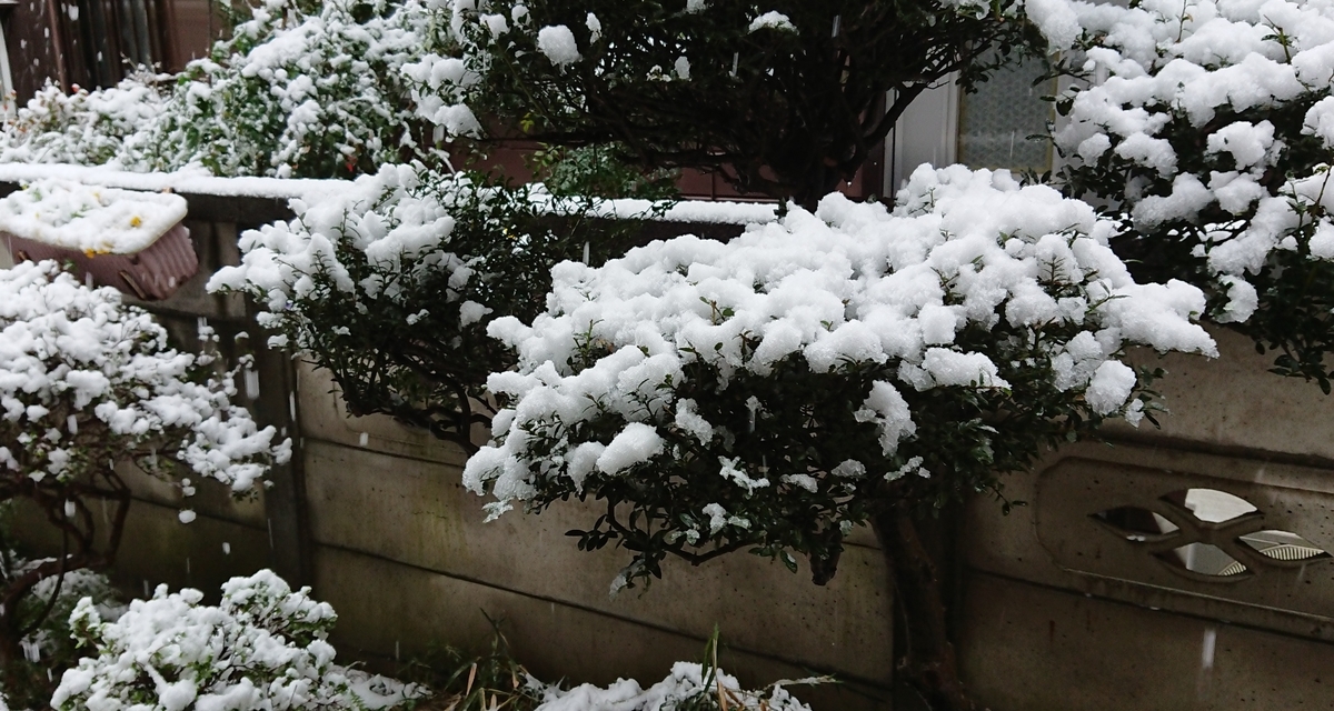 f:id:hibitanoshime:20200329085552j:plain