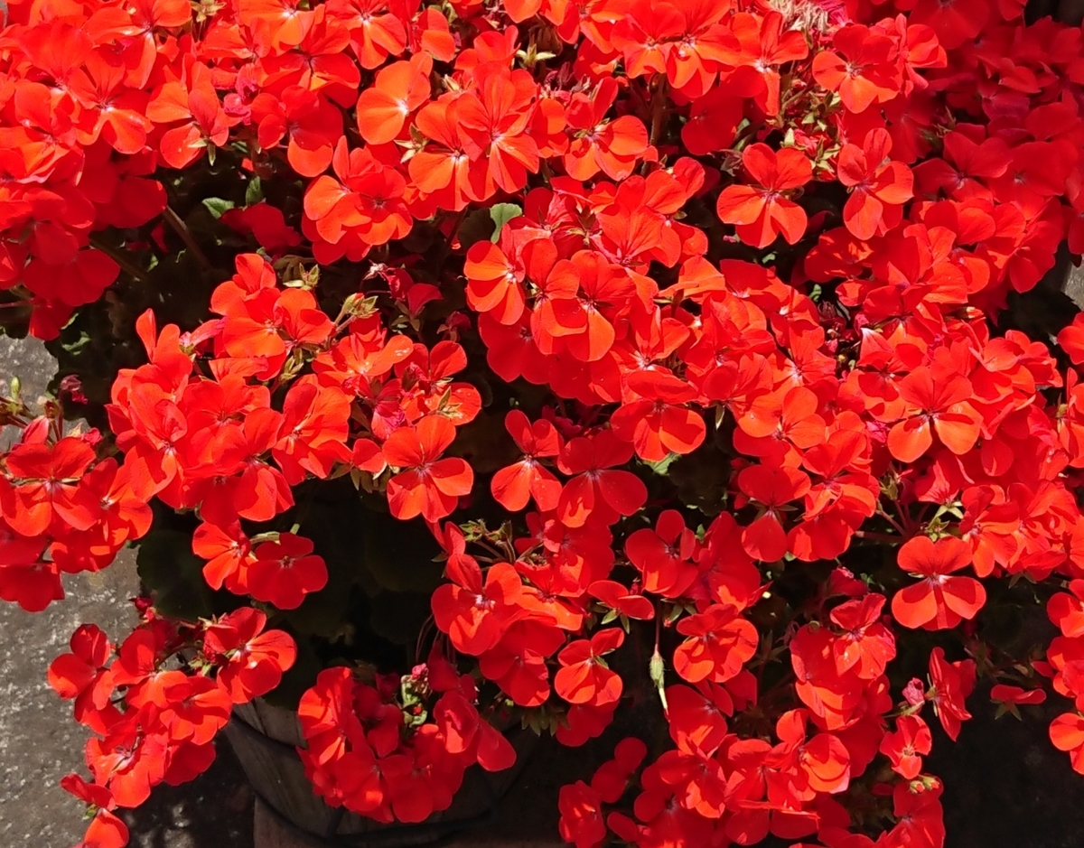 f:id:hibitanoshime:20200529132634j:plain