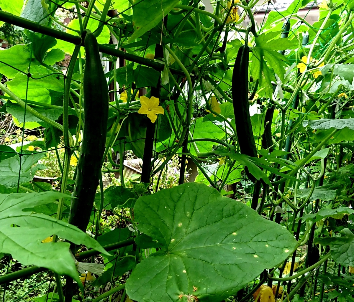 f:id:hibitanoshime:20200630095656j:plain