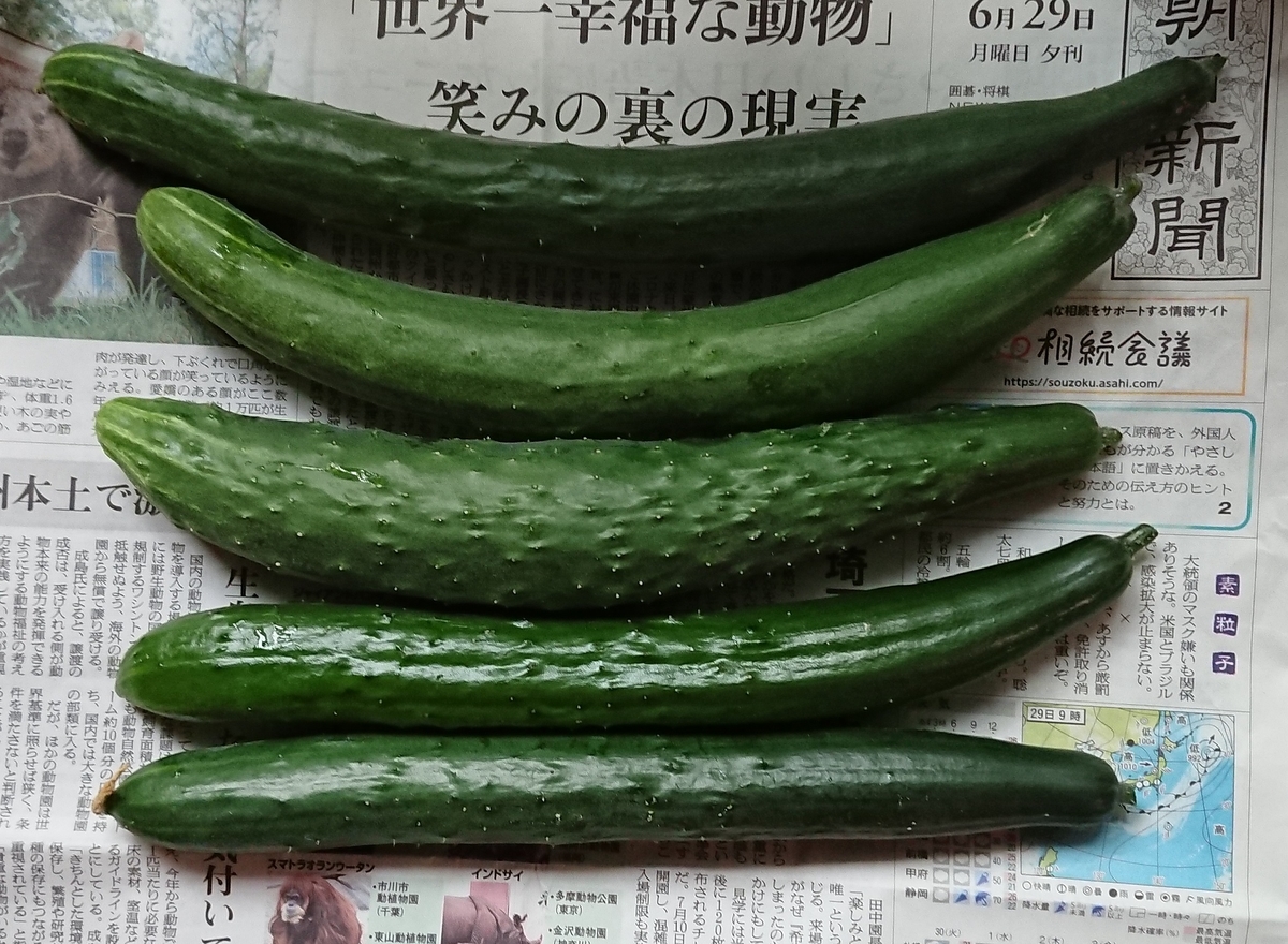 f:id:hibitanoshime:20200630141553j:plain