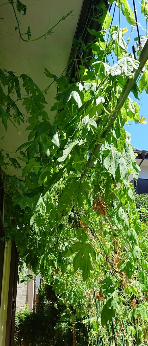 f:id:hibitanoshime:20200811115505j:plain