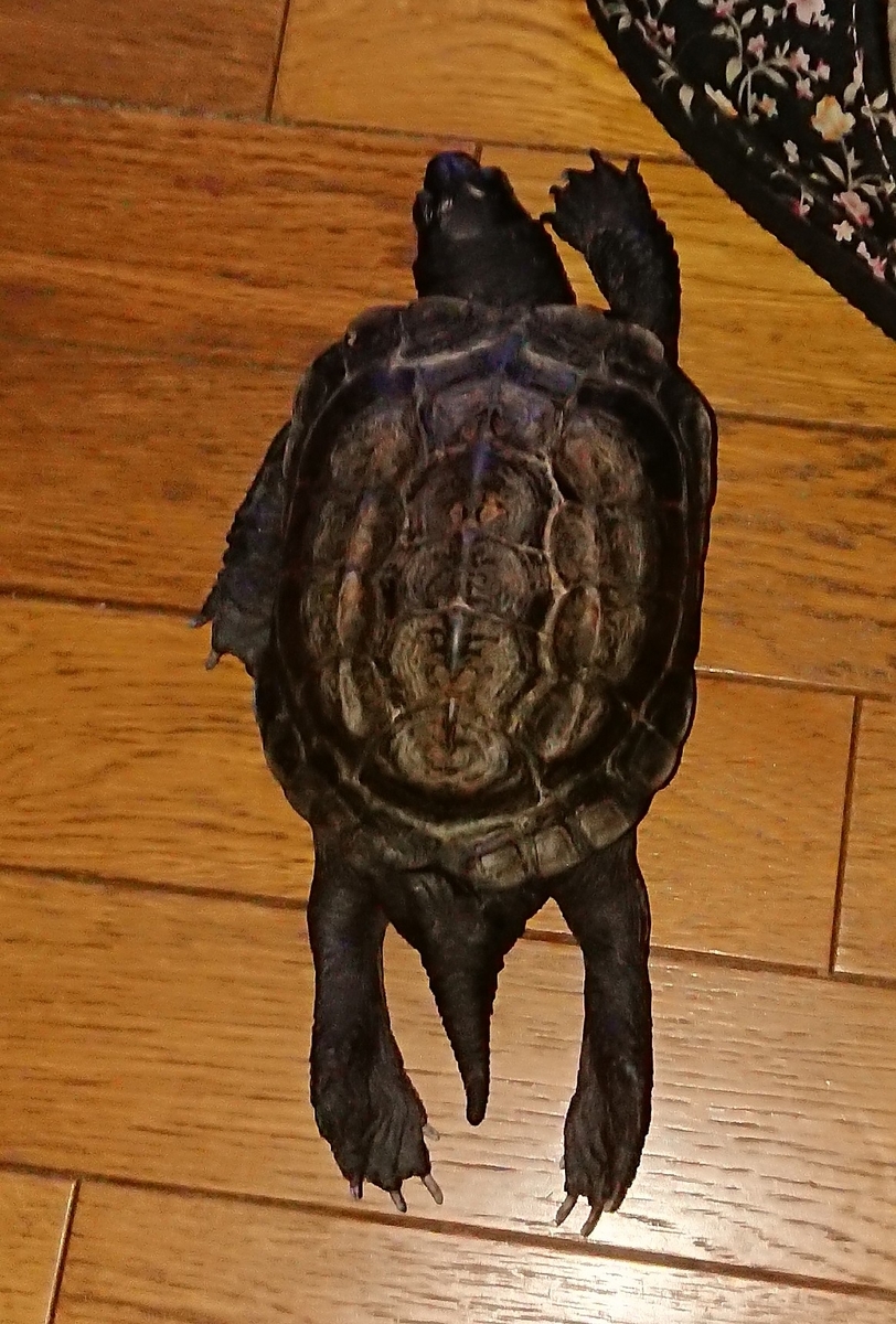 f:id:hibitanoshime:20200817154040j:plain