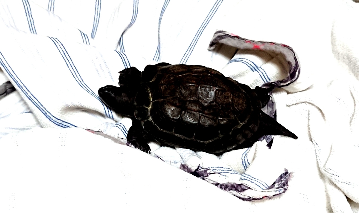 f:id:hibitanoshime:20200828215853j:plain