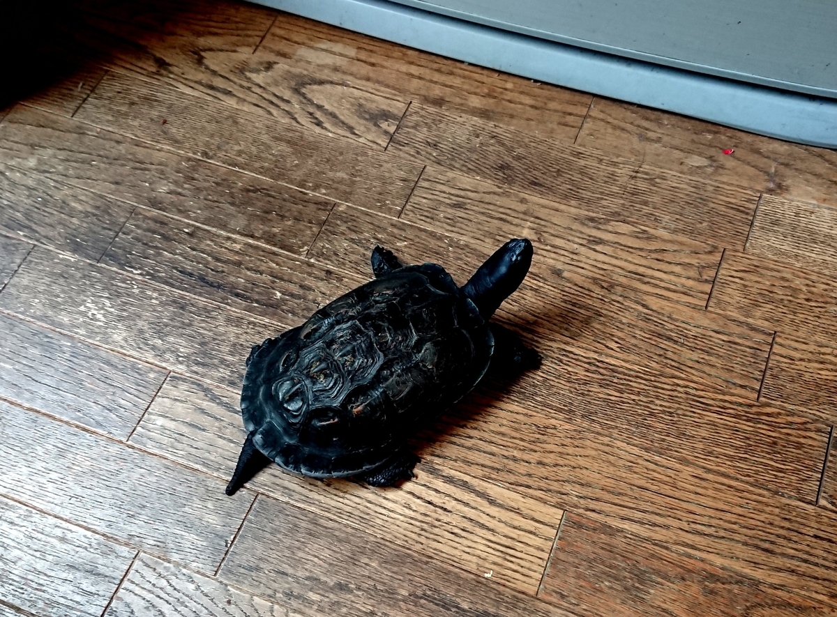 f:id:hibitanoshime:20201008103626j:plain