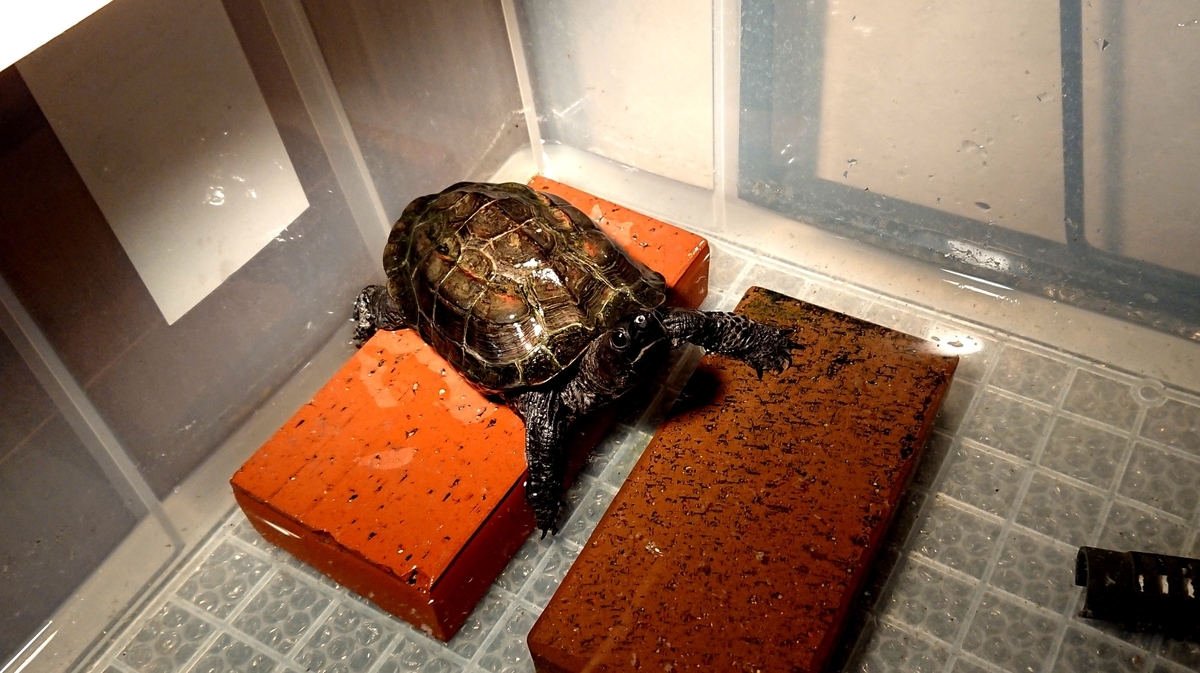 f:id:hibitanoshime:20201008105327j:plain