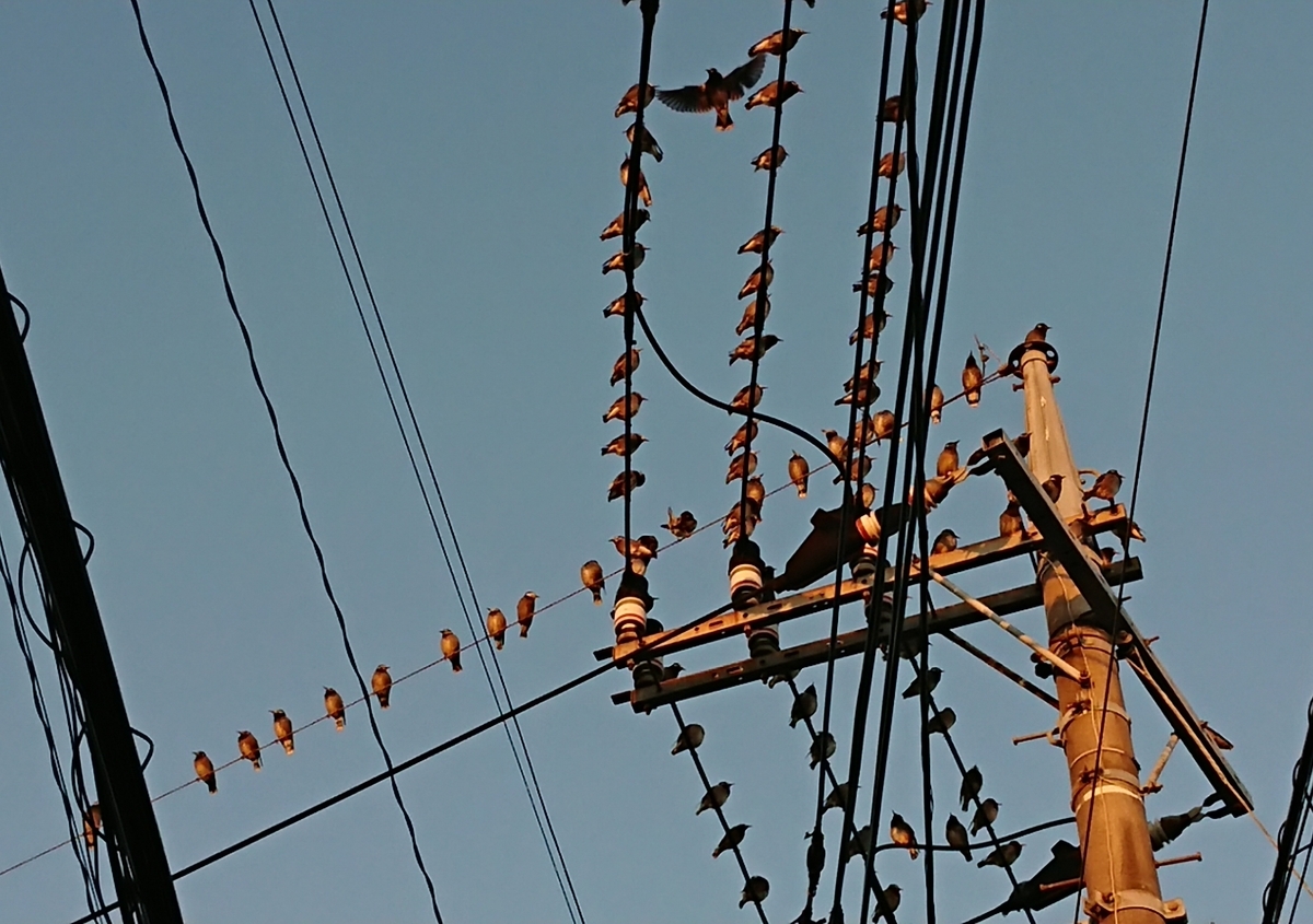 f:id:hibitanoshime:20201025185359j:plain