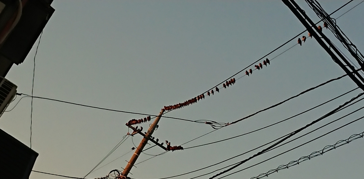 f:id:hibitanoshime:20201025185426j:plain