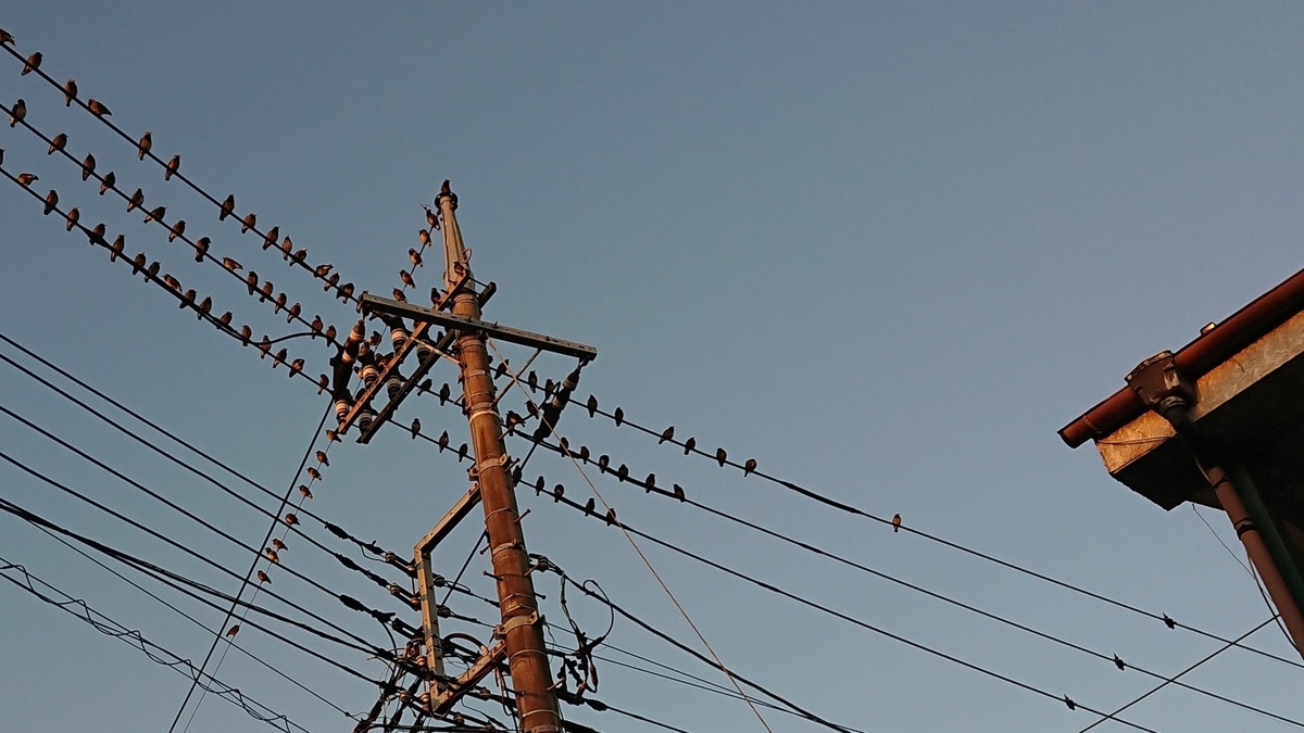 f:id:hibitanoshime:20201025185519j:plain