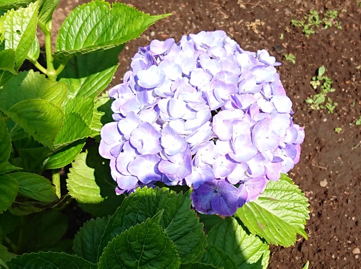 f:id:hibitanoshime:20210531153855j:plain