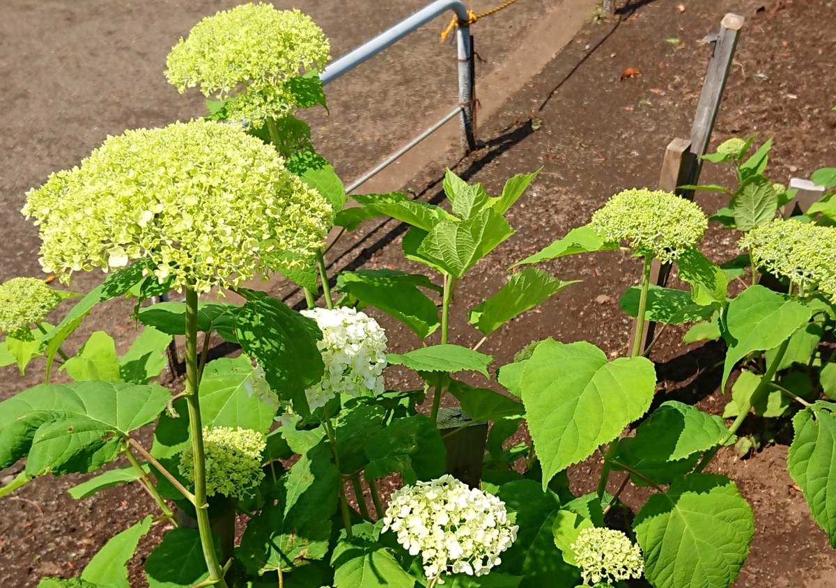 f:id:hibitanoshime:20210531154309j:plain