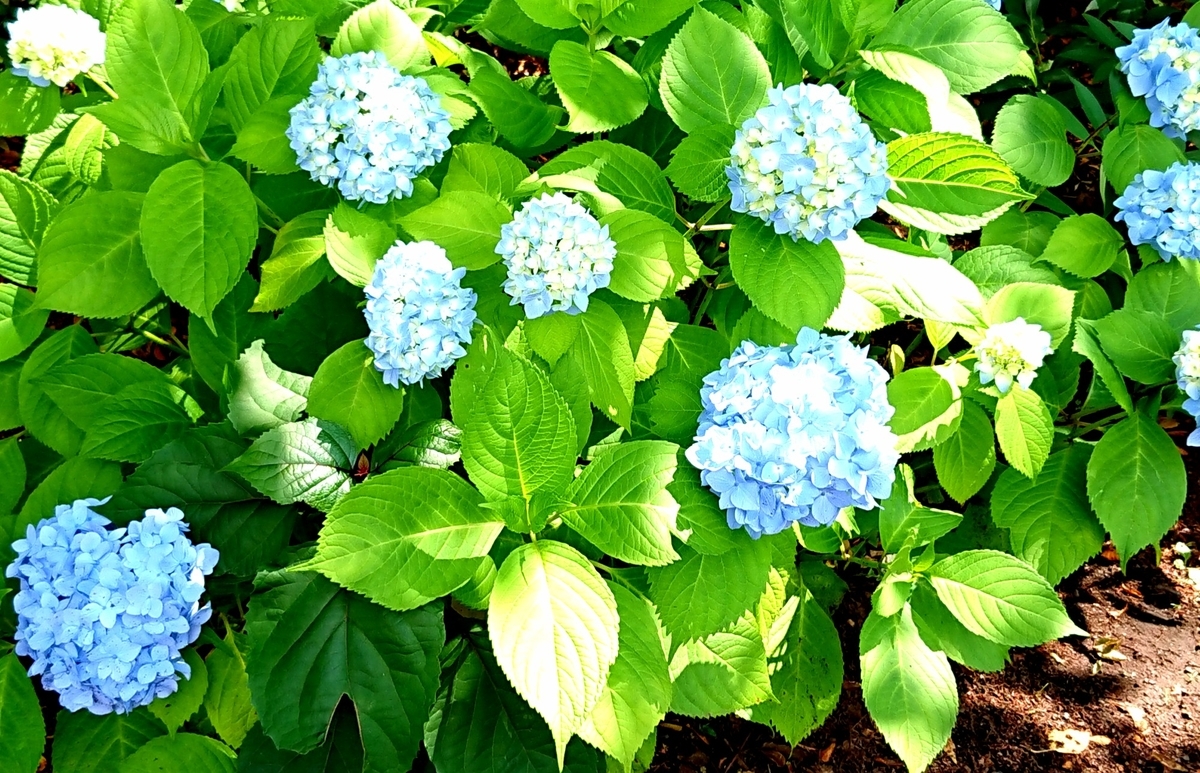 f:id:hibitanoshime:20210531154358j:plain