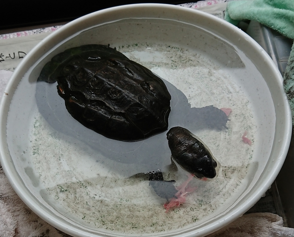 f:id:hibitanoshime:20210814124122j:plain