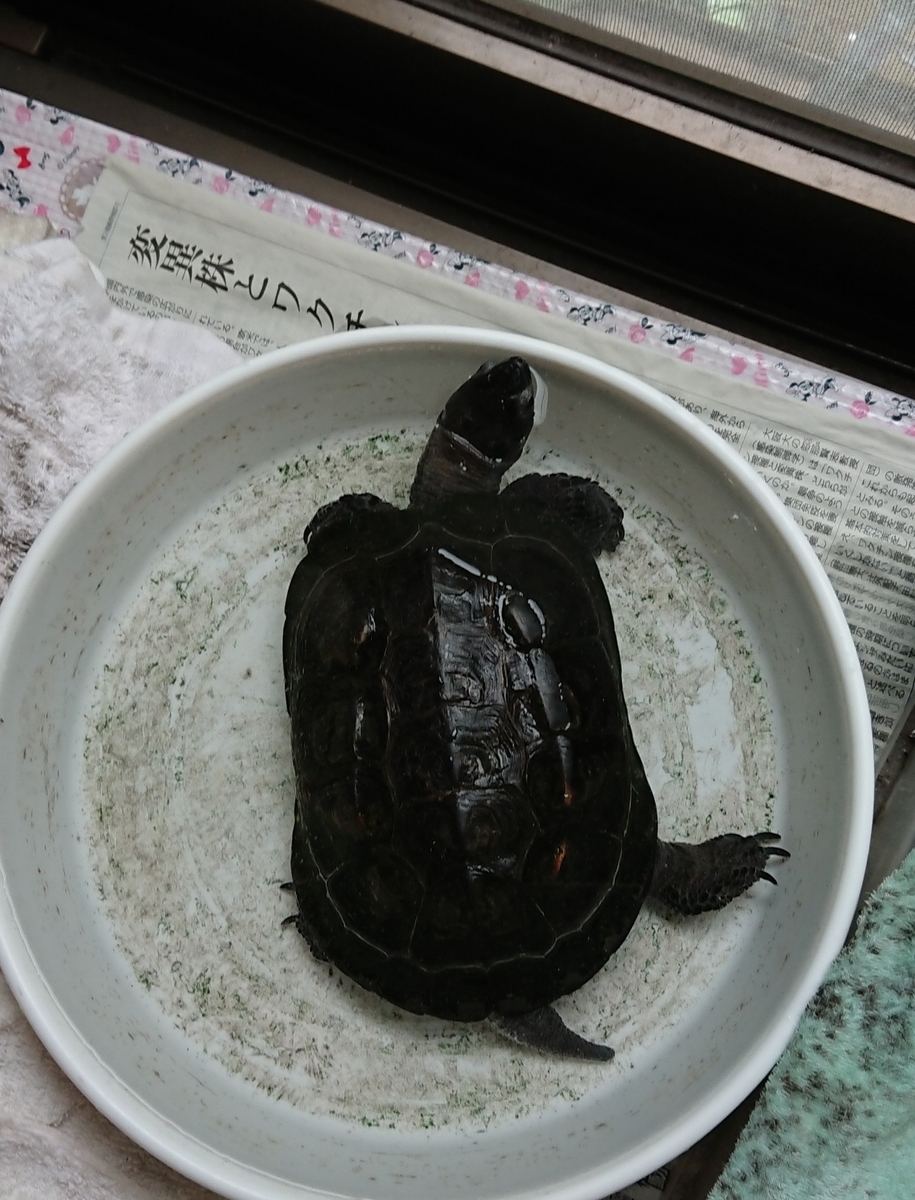 f:id:hibitanoshime:20210814125519j:plain