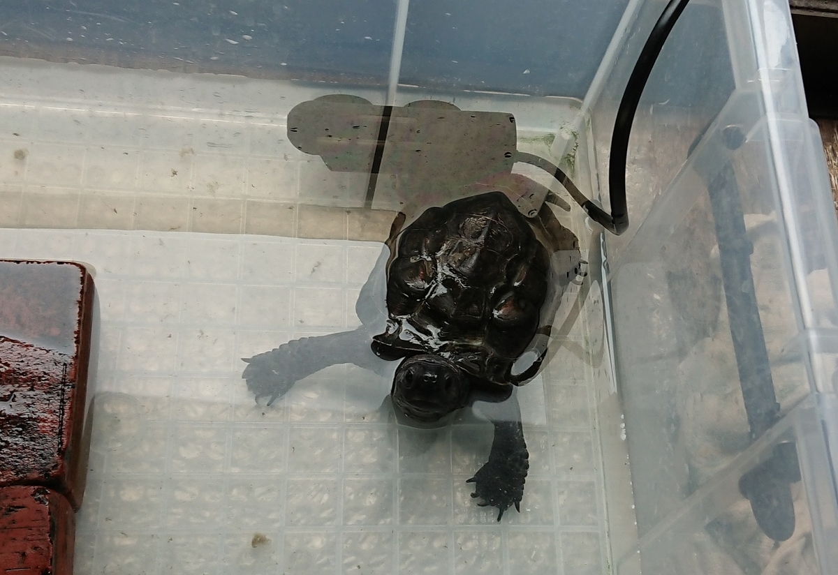 f:id:hibitanoshime:20210814125548j:plain