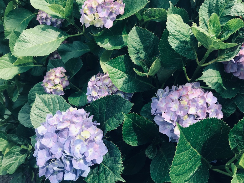 f:id:hibiwa:20190603083950j:image f:id:hibiwa:20190603083950j:image