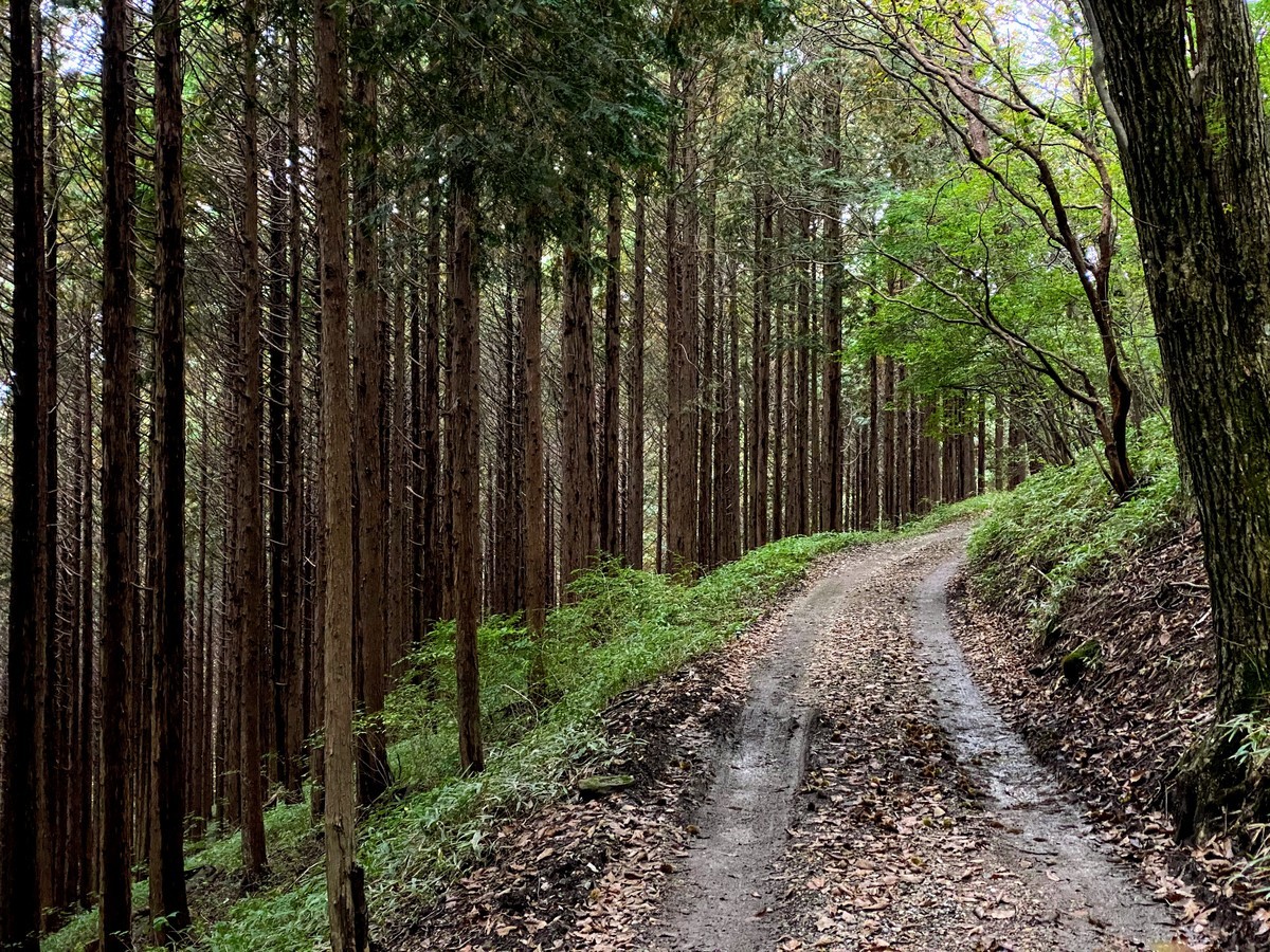 f:id:hiboma:20201018154030j:plain