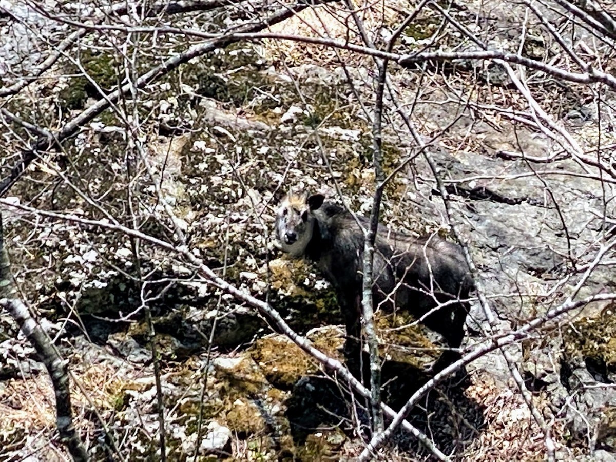 f:id:hiboma:20220409130032j:plain