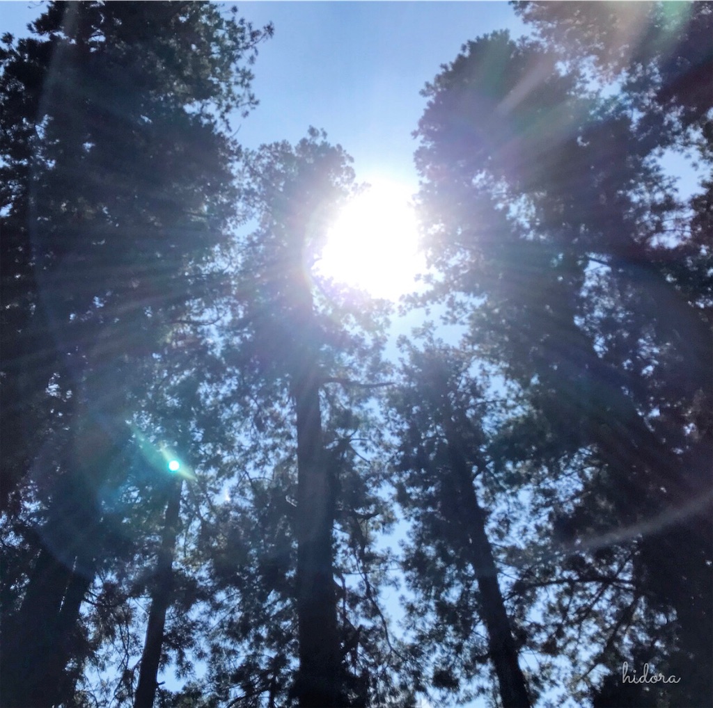 f:id:hid0ra:20190201053742j:image