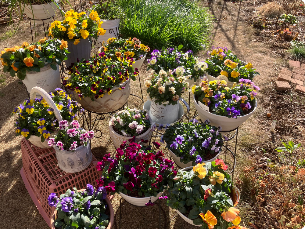 冬の庭を彩るビオラの寄せ鉢｜わが家の鉢植え記録 - ひだまりガーデン