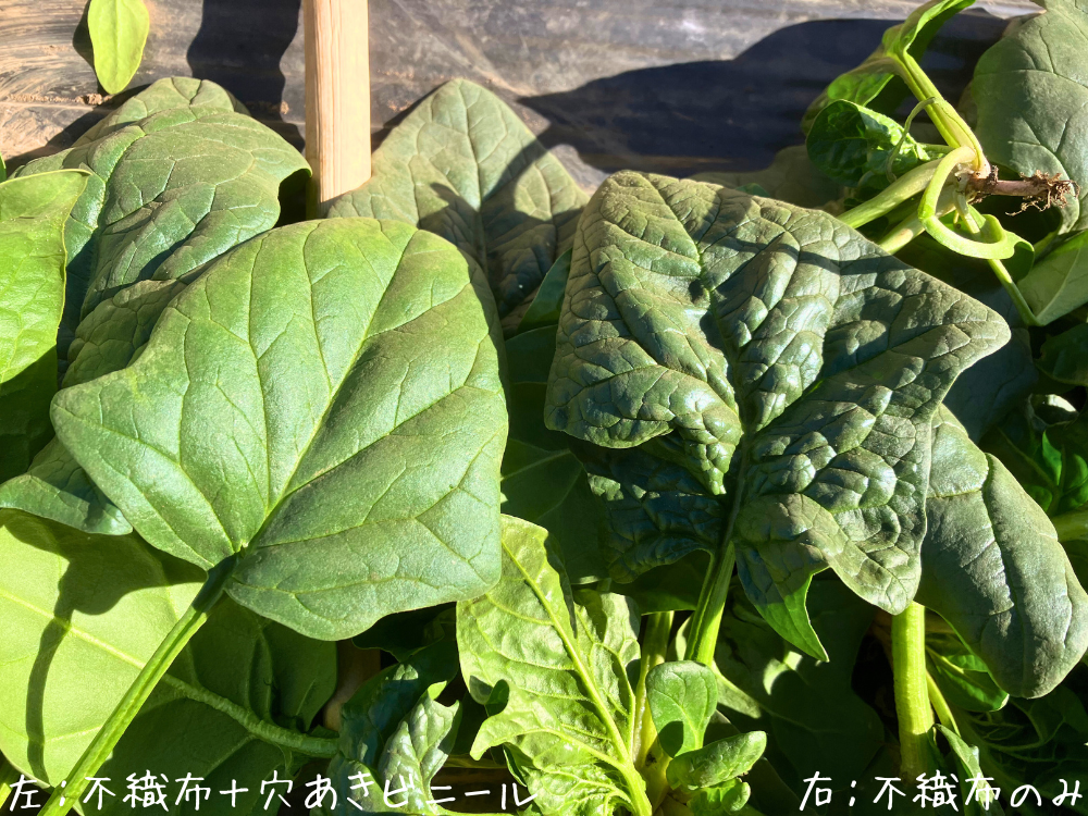 表面（収穫したて）