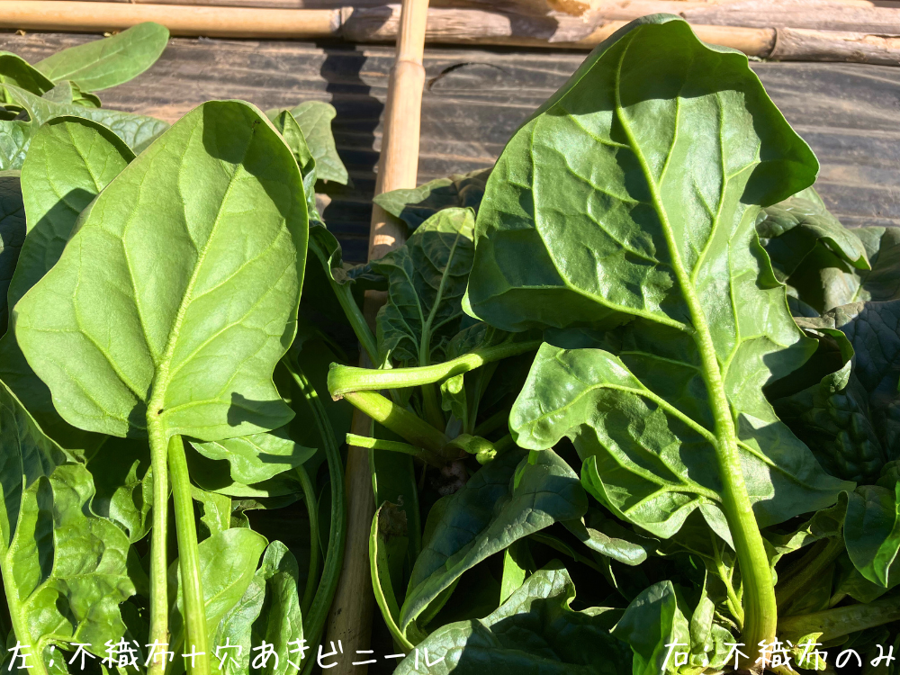 裏面（収穫したて）