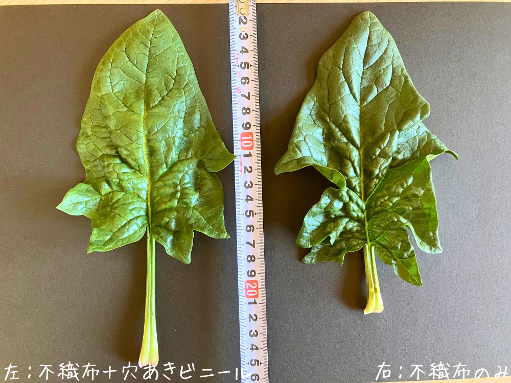 同じくらいの葉（表）