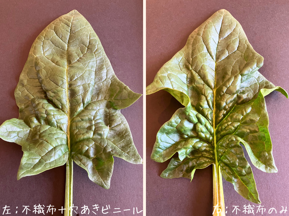 同じくらいの葉のアップ（表）