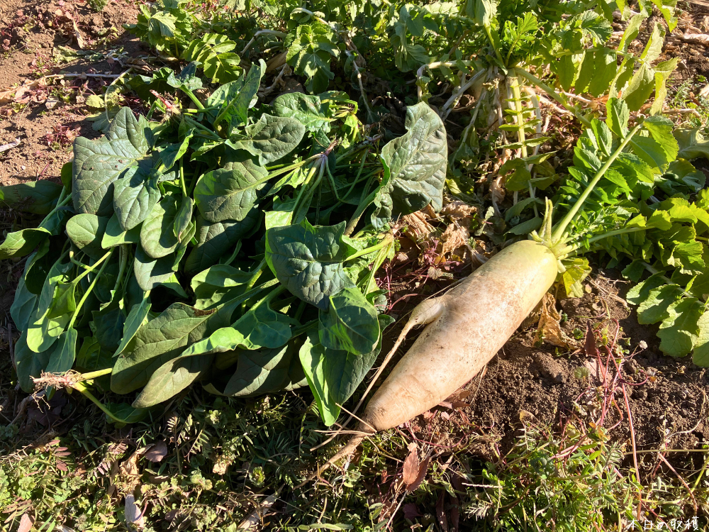 ほうれん草と大根