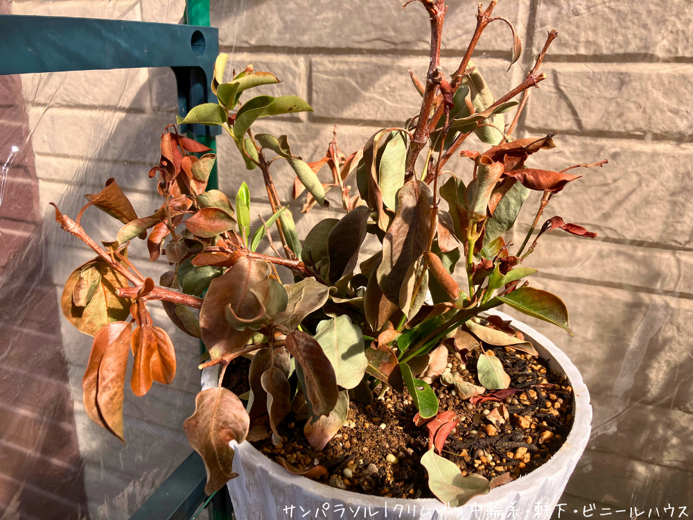 葉の茶色が目立つ。緑は一部に残る。