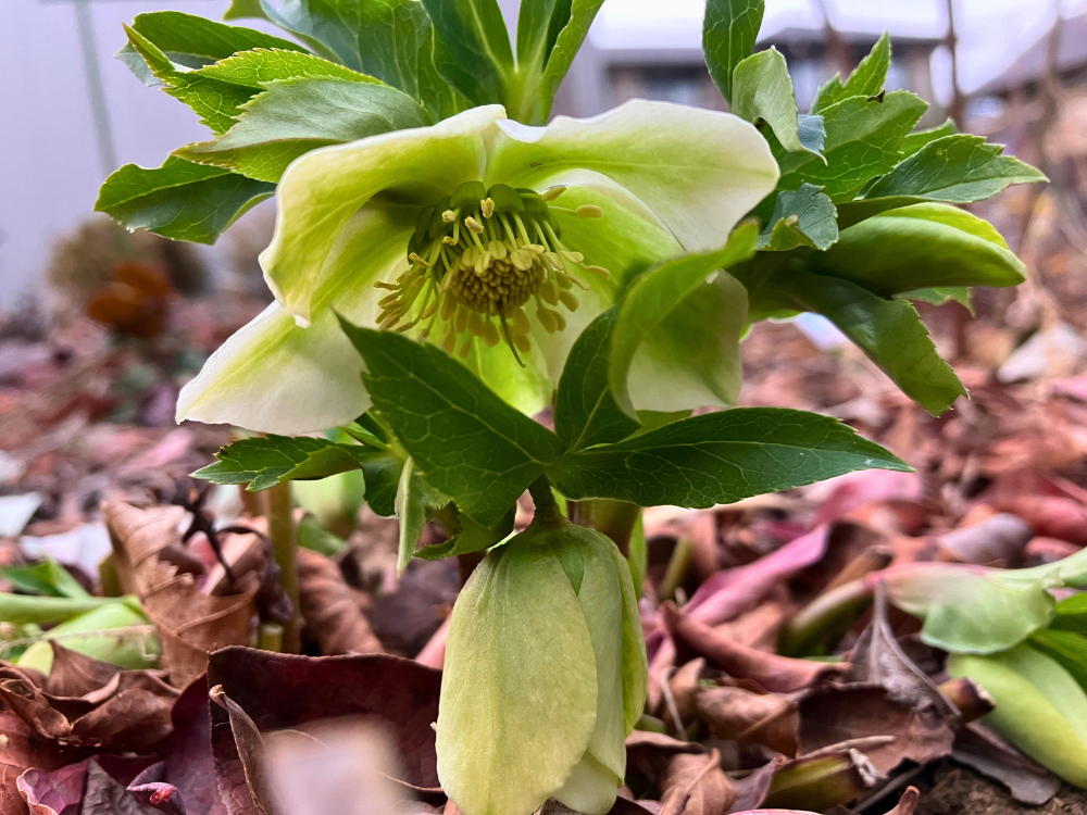 親株（白花）アップ