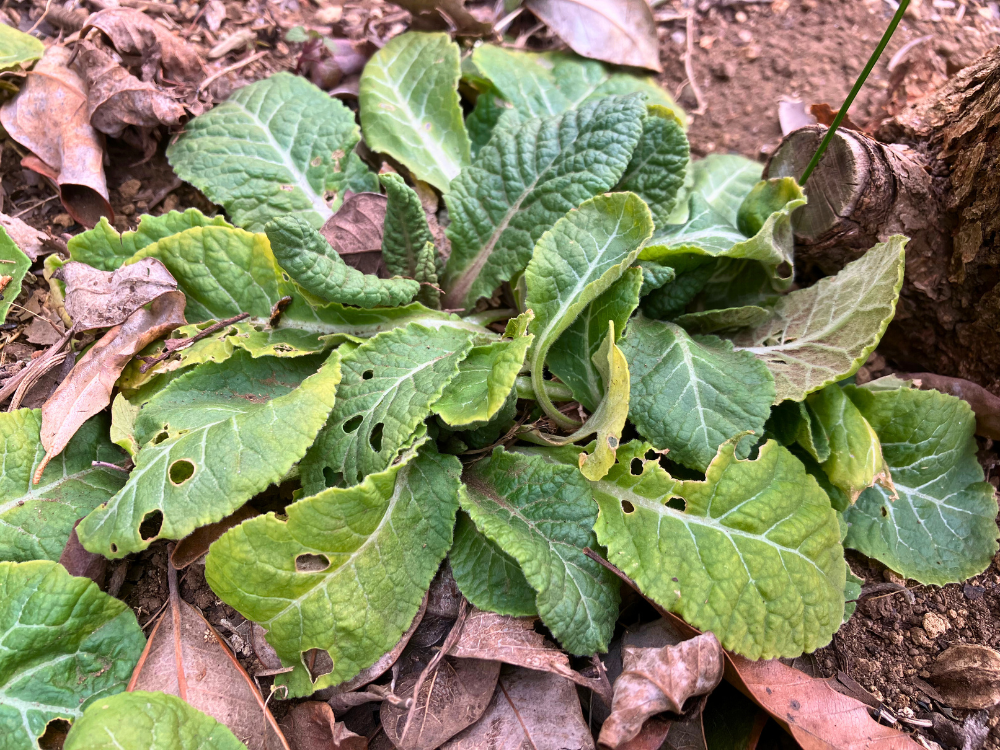 夏の虫食い跡が残る葉。新しい葉も混ざってきました。