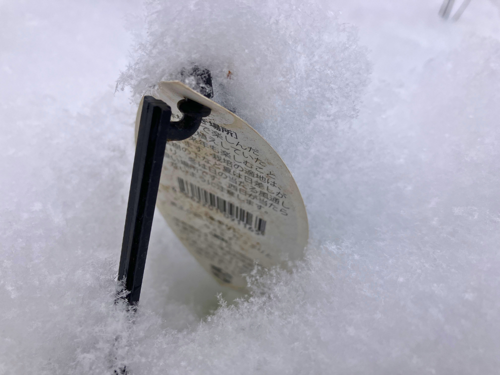 札も雪に埋もれています（裏面だけ見えました）。