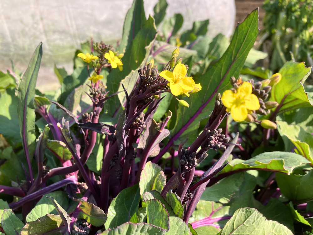 紅菜苔の花芽。紫の茎がまとまり、花芽が増えています。