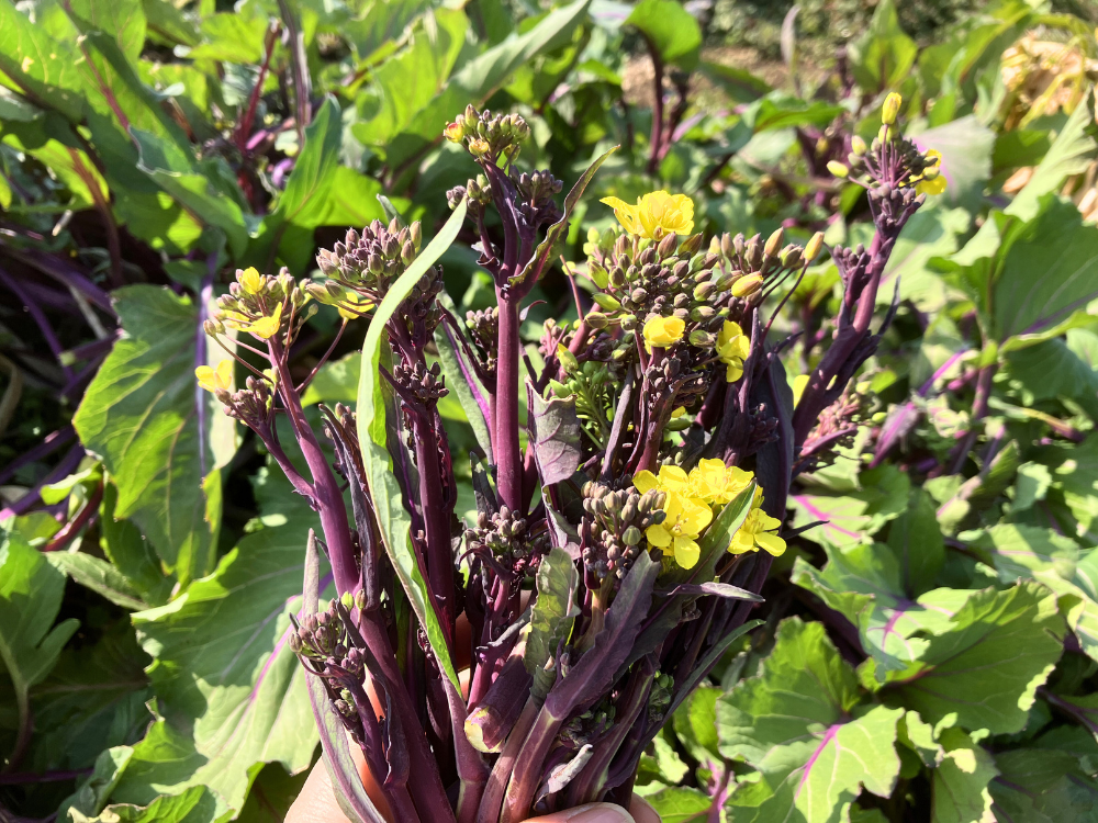 コウサイタイのこの日の収穫。紫の茎と花芽の束です。