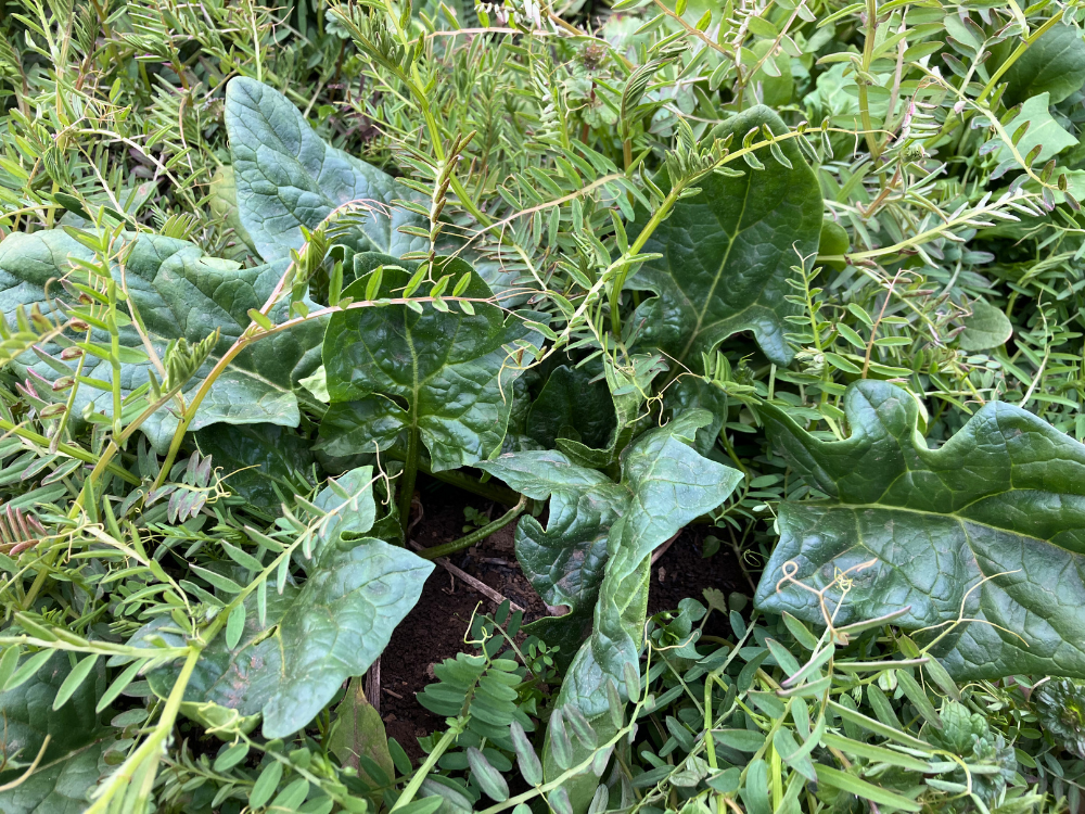 ほうれん草とヘアリーベッチ（葉が重なっている）