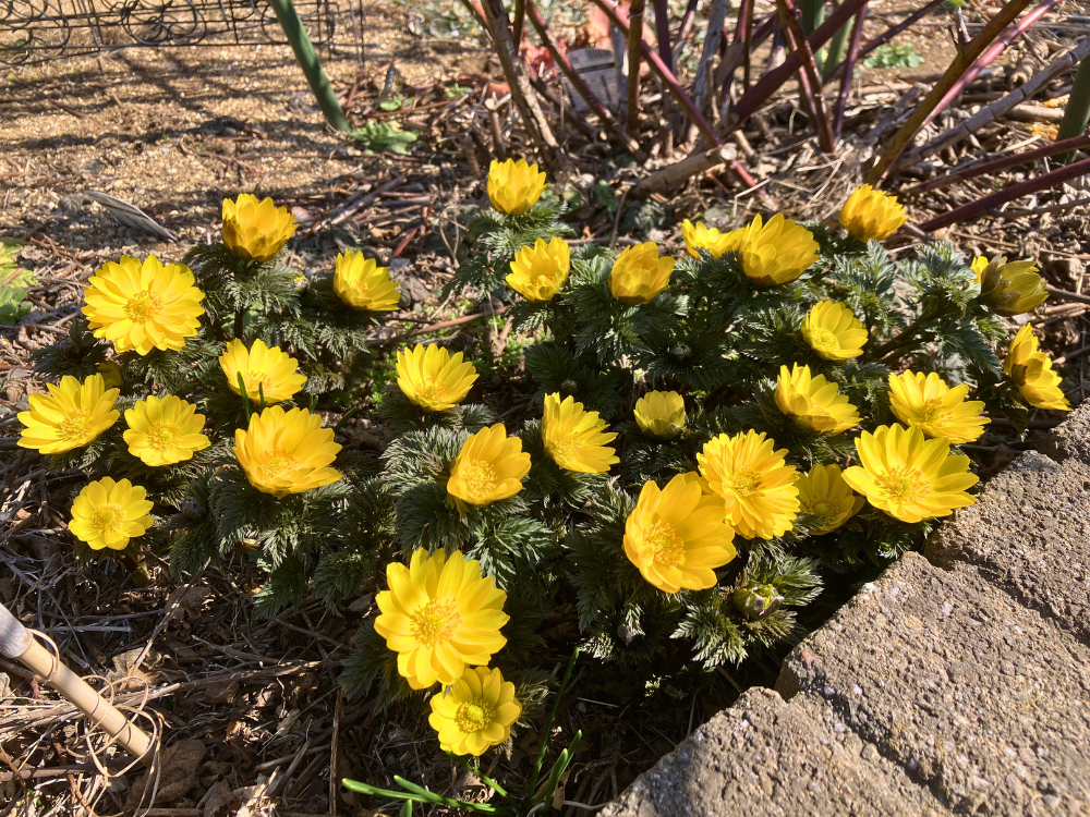 福寿草、黄色い花がまとまって満開。