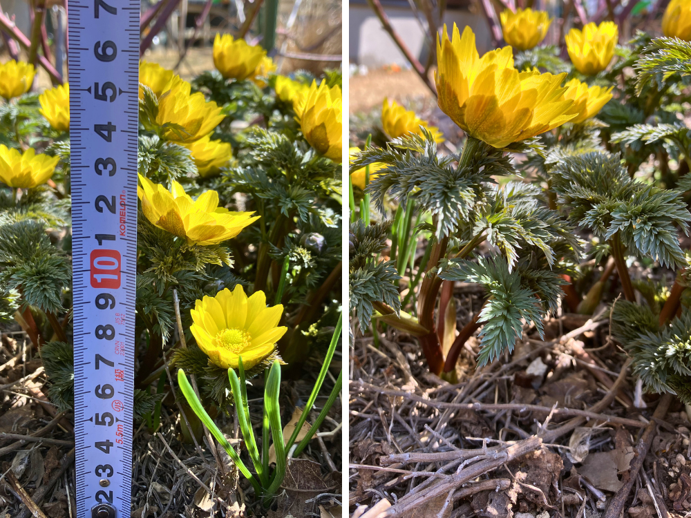 福寿草、高さの目安（約15cm）。