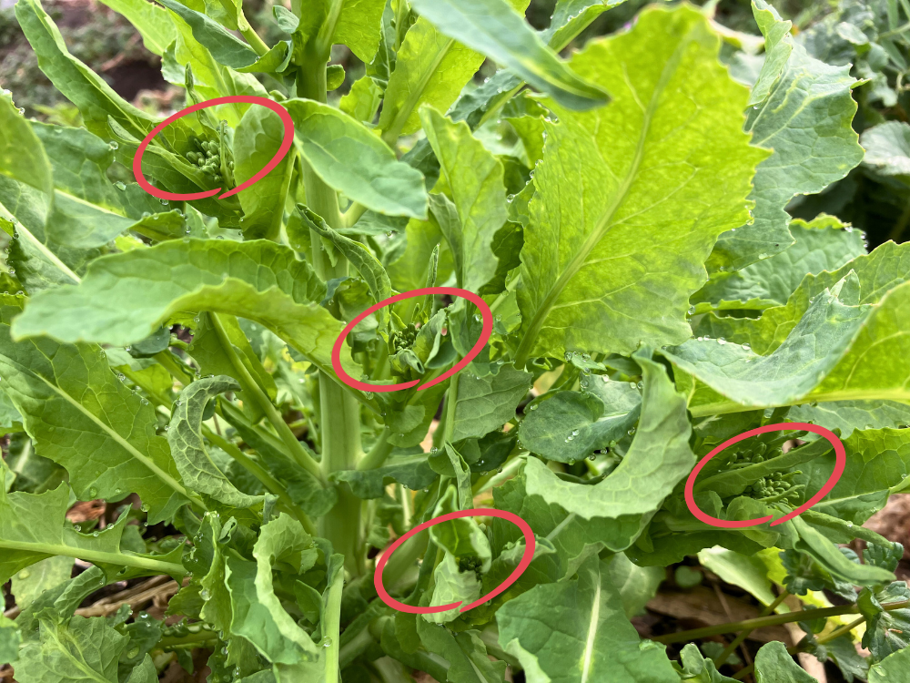 大かぶ① 脇芽のつぼみ（茎の途中にも小さく付く）
