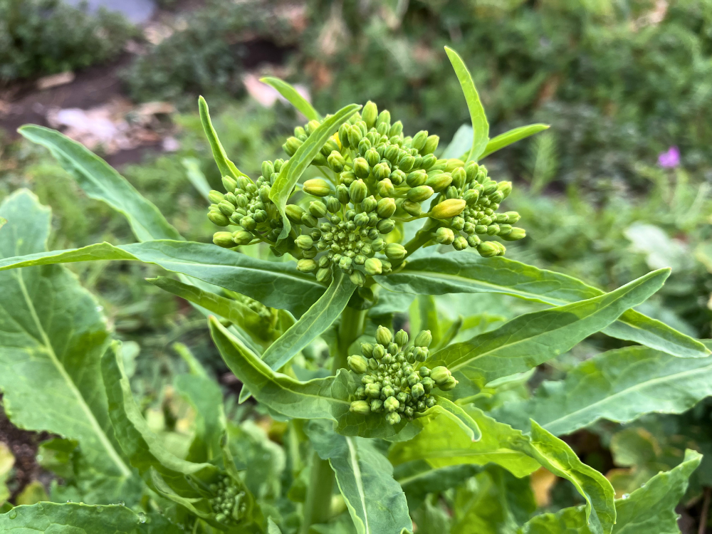 大かぶ① 花芽のアップ（黄色が少し見えるつぼみも）