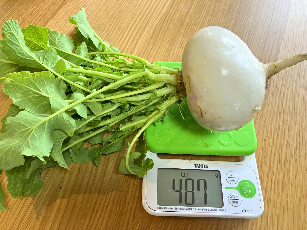 大かぶ① 葉込みの重さ（487g）