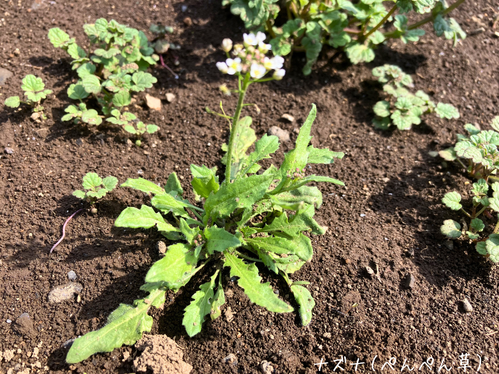 ナズナ（ぺんぺん草）（白い小花、花茎が立ち上がる）