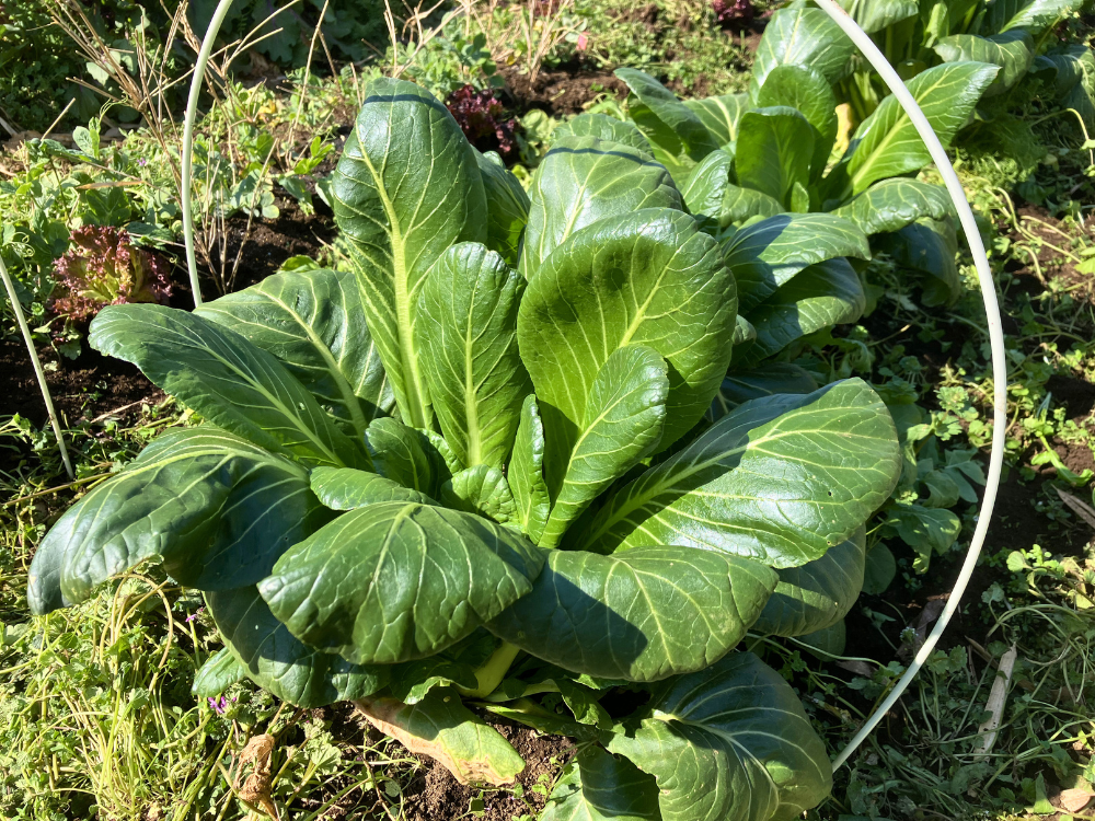 小松菜の株（葉が大きくなった）。