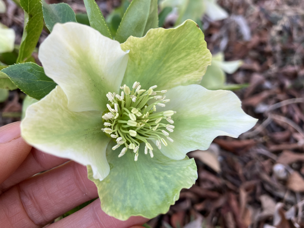 親株（白花）、花の中心（アップ）。