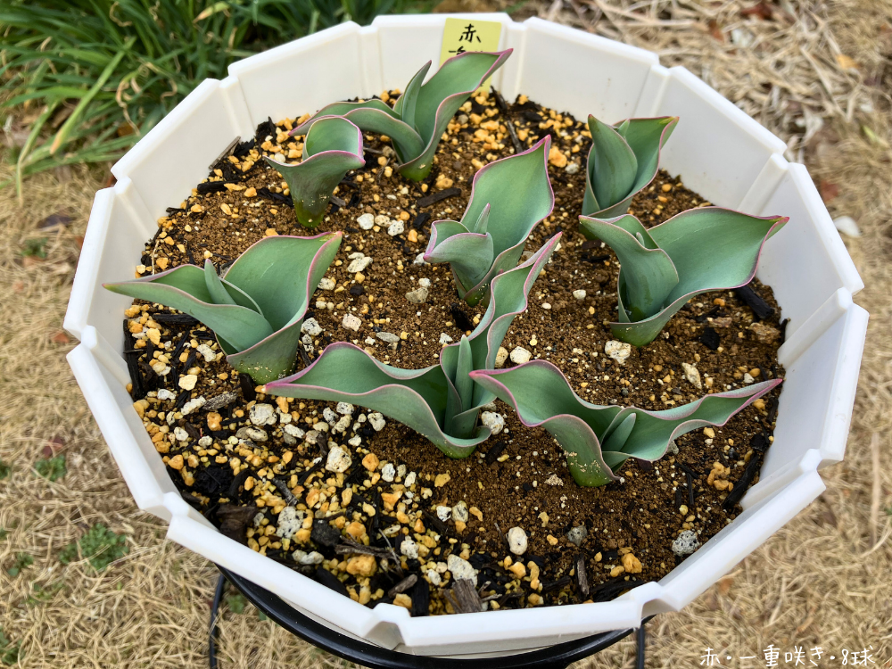 芽の間があり、葉縁の赤みが目立ちます。