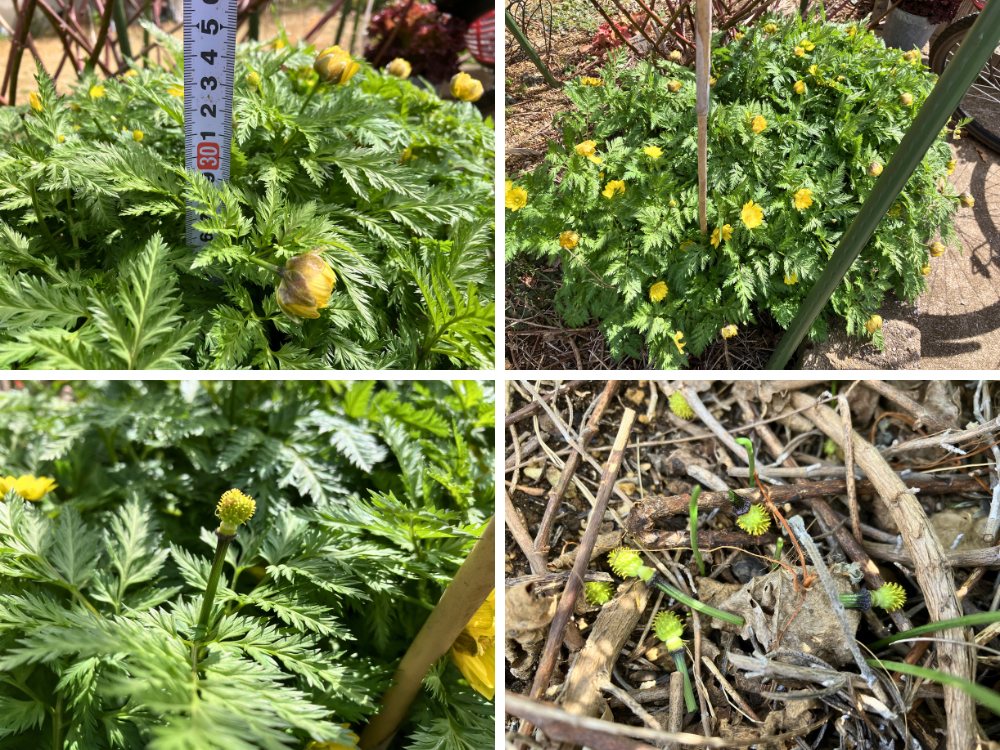 高さは30cm前後。花後の中心は取り、土の上へ。