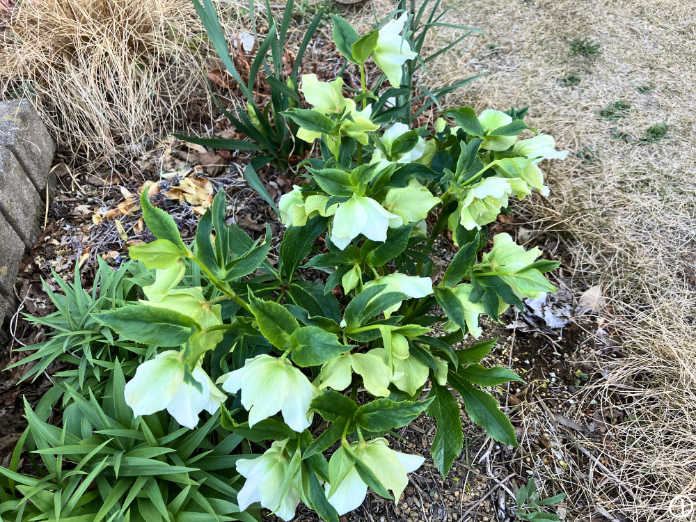 ①の全体。白〜薄い緑の花がまとまって咲いています。