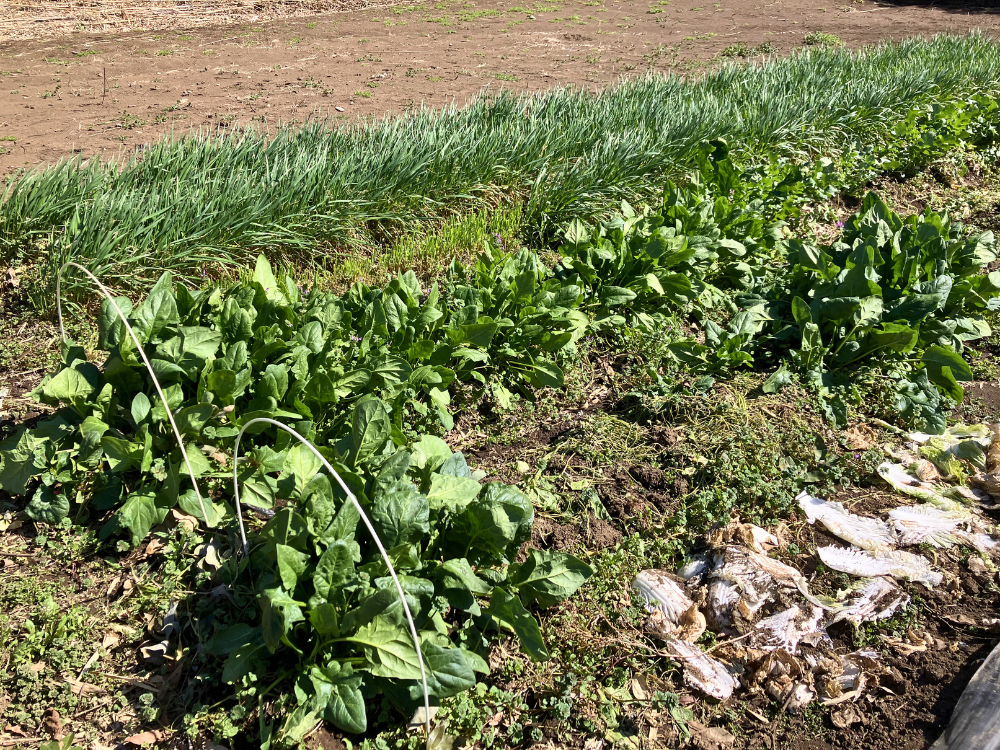 ほうれん草2列。残った株が大きく、まわりには収穫後の跡も見えます。