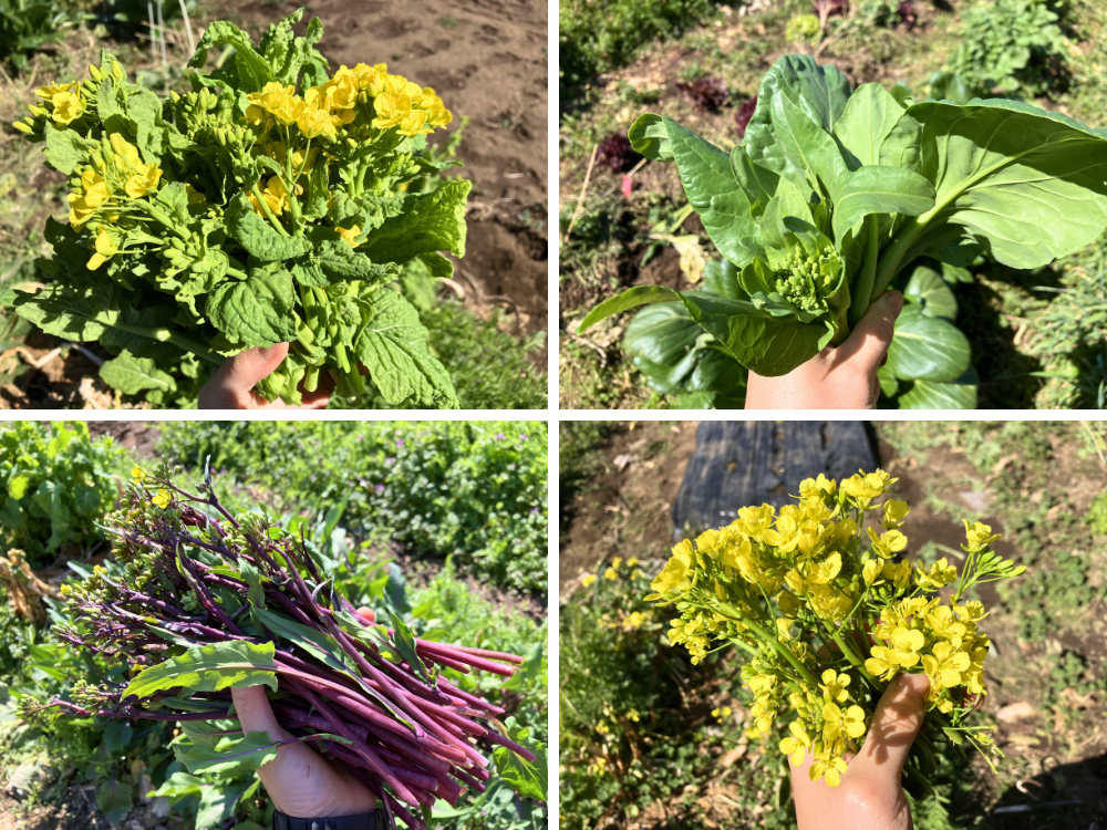 この日の菜花4種。菜の花、小松菜の菜花、コウサイタイ、アスパラ菜。